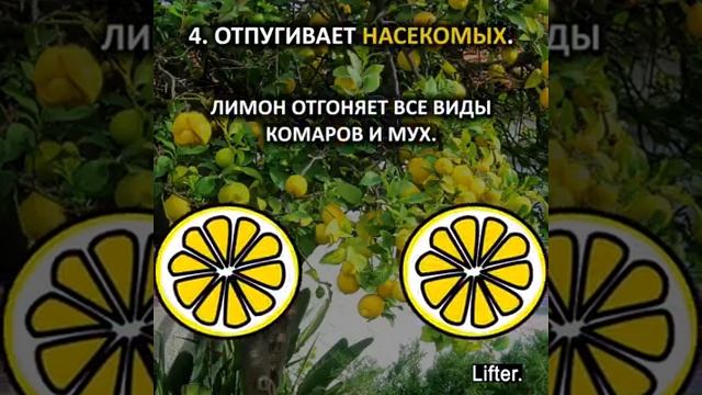 О пользе лимона смотреть онлайн