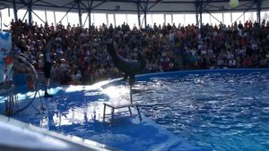 Дельфинарий Сочи парк 1