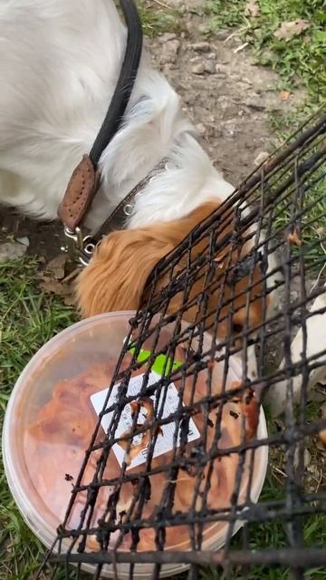 #делаю #что #хочу #спаниель 😂 смотреть онлайн