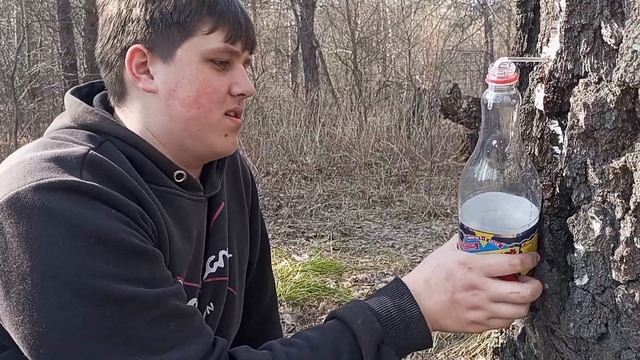 как получить сок из березы именуемый березовым) #братья #березовыйсок #любимаясобака смотреть онлайн