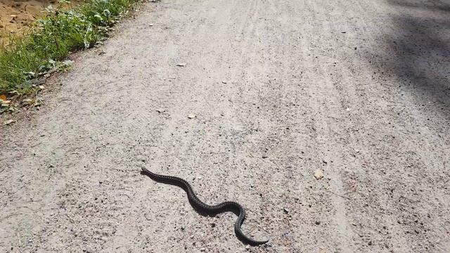 Ядовитая змея смотреть онлайн