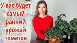 Как получить самый ранний урожай томатов. Какие томаты я бы посеяла уже сейчас