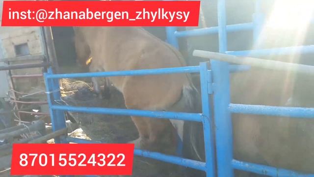 07.02.23 ж. Тай құнан айғыр Мұғалжар жылқысы Мугалжарская порода лошадей жылқы саудасы