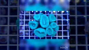 Caulastrea леденец голубая.