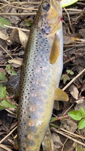 Brown trout #catchandrelease #рыбалка #browntrout #поймалотпусти #форель #trout #природа #fishing