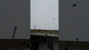 николаевские. голуби обояни горбатых. владимира