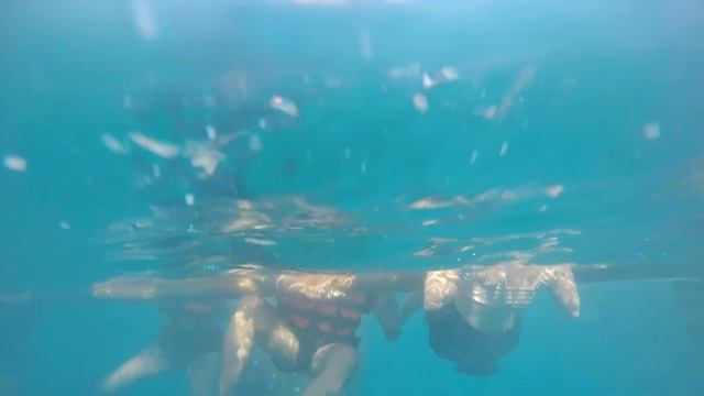 Oslob, Cebu | Whale Shark Watching | Cebu Philippines