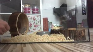 Как оборудовать клетку для хомячка