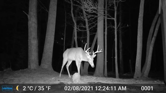 Eight Point Buck Shows Up For Dinner! смотреть онлайн