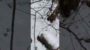 охота на куницу