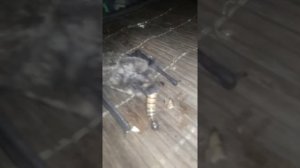 кормление летучей мыши