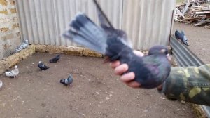 Николаевские голуби.Pigeons/ 3 (Крым)