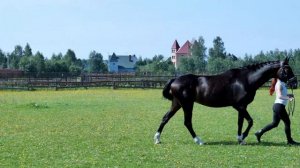 Edit Piaff (El-Ferrol - Korsas) тракененская кобыла 2013