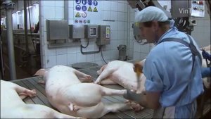 Pig Feeding System - Decomposing Dead Pig Method - Modern Pork Slaughtering & Processing Plant