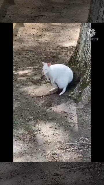 ALLIGATOR 🐊 ELEPHANT 🐘 KANGAROO 🦘 BLACK JAGUAR ⚫#shorts смотреть онлайн