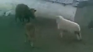 Баран и корова...кто кого?