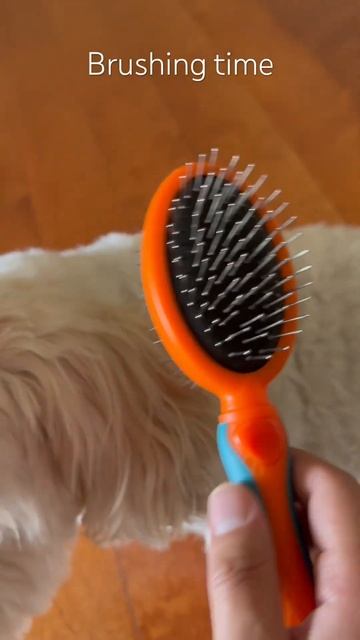 Brush time #dog #dogsrule #pet смотреть онлайн