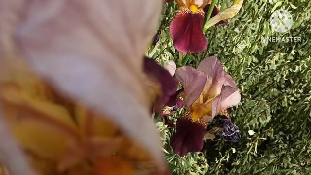 Марина Иванова.Вова с сигаретой,артист с выпученными глазами, протиснулась в рекламу(клип) ресторан смотреть онлайн