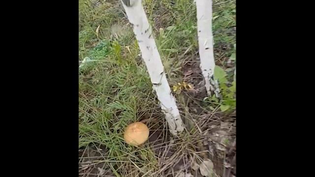 грибы Курган 1 июля 2024 смотреть онлайн