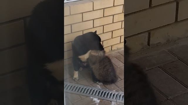 Позитив. Дружба кошки и собаки!!! смотреть онлайн