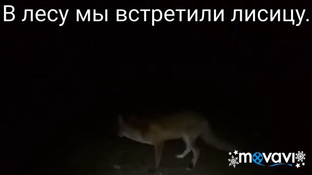 Лис получил еще бутерброд с сыром за то что бежал за нами еще минут 20 после съеденых 6 сосисок. смотреть онлайн