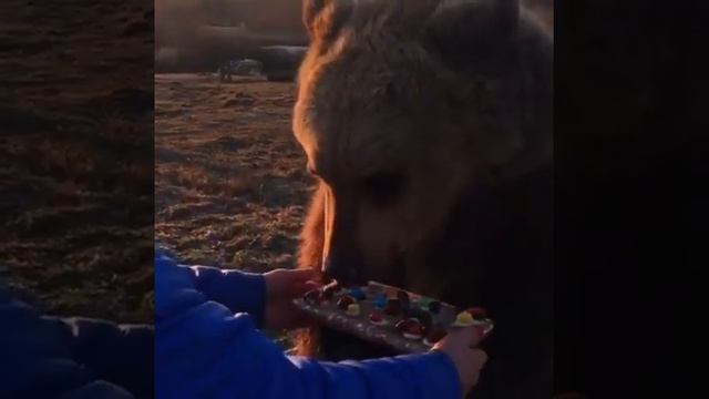 Васю поздравили  Vasya was congratulated. (Школа Дом Волка. The School House Of The Wolf)