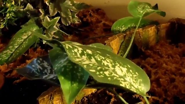 Inside Our Redfoot Tortoise Yearling and Hatchling Enclosure смотреть онлайн