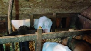 1000263932.mp4 Лучшая кормушка для коз под сено. Вот так и живём.