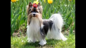 Бивер йоркширский терьер