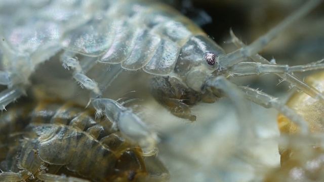 Kiełż zdrojowy (Gammarus pulex). Freshwater scud [4K] смотреть онлайн