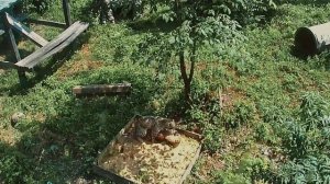 Восстановление численности Переднеазиатского леопарда на Кавказе (2022)