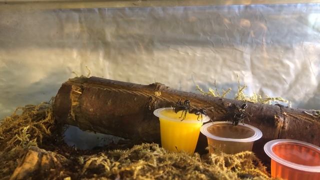 Repas des Paraponera clavata смотреть онлайн