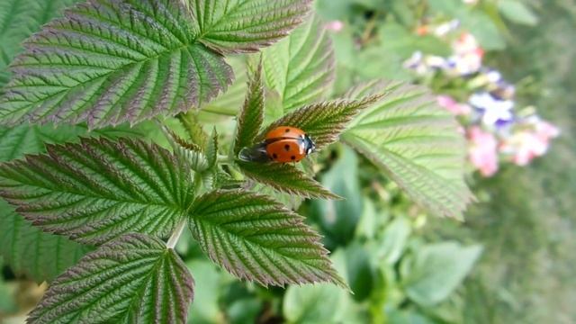 «Божья коровка»слова Татьяна Новоселова,аранжировка Мария Новоселова,муз.нейросети смотреть онлайн