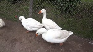 Гуси важною походкой. Будни птицевода