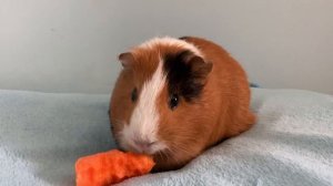 АСМР морской свинки