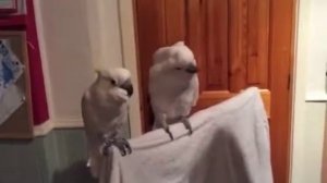 Попугаи танцуют под музыку