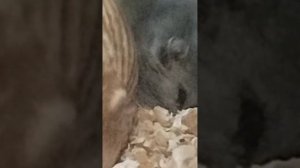 показываю хомячат у Милашки они пищат честное слово я их не брал