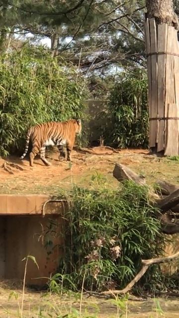 wildlife photography | Indian 🐯🐅 tiger | #shorts #youtubeshorts смотреть онлайн