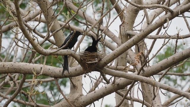 Black Drongo. 04 05 23 S Pach Jal Rd 2 смотреть онлайн