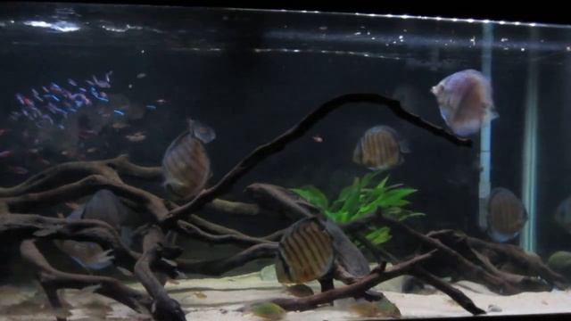 Tank update: With new additions of lots of tetras смотреть онлайн