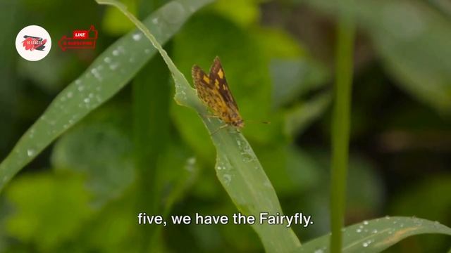 Top 10 Smallest Animals смотреть онлайн