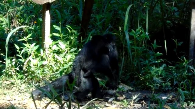 Macaco Prego ( Sapajus Nigritus ) смотреть онлайн