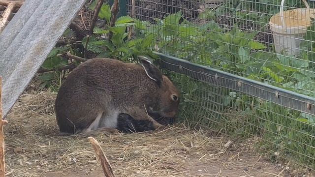 Подглядываем за родами зайца. Не для слабонервных. Макофка. Birth of a hare leverets смотреть онлайн
