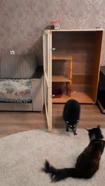 Енот против кота!Кто кого?