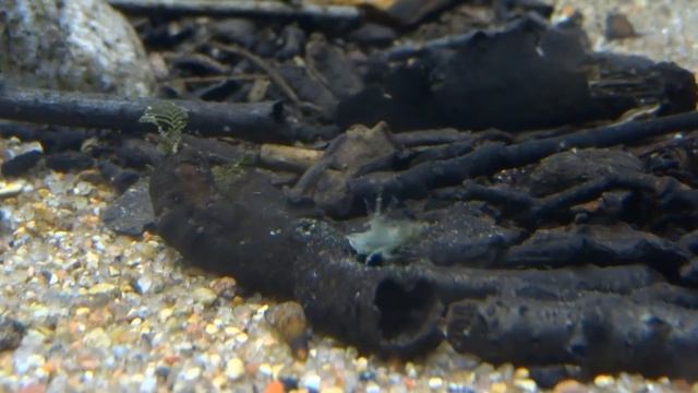 Gammarus pulex looking for food. Kiełż zdrojowy poszukiwanie jedzenia.