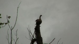 Geese and Peregrine. Казрки и сапсан (439sp)