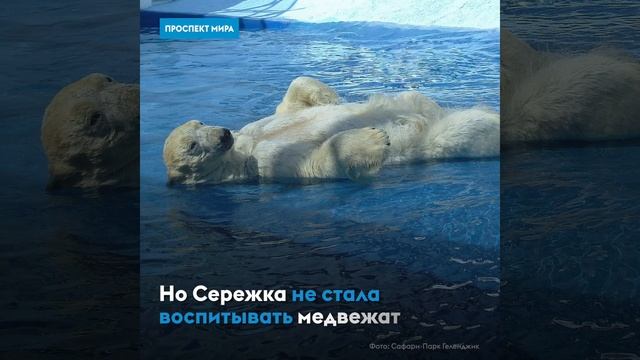 Два медведя на суку