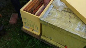 Усиление отводка пчел.Что маловато пчелы.Давай подкинем.