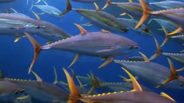 'Ahi, The Yellowfin Tuna: Managing Our Fisheries -11 min version
