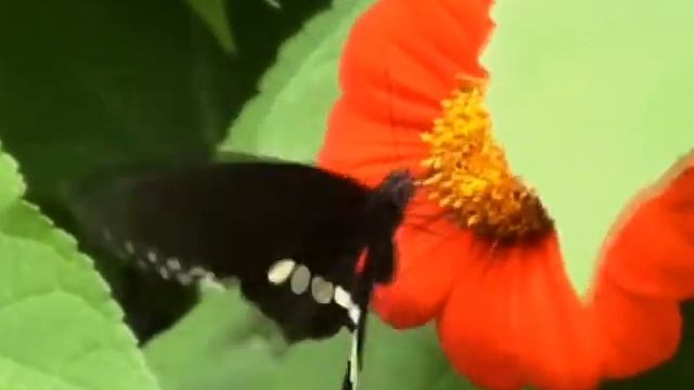 papillon смотреть онлайн